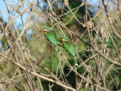 Merops lafresnayii