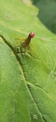 Eriophyidae