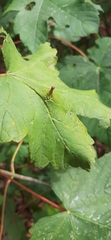 Eriophyidae