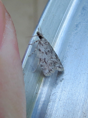 Eudonia strigalis