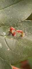Eriophyidae