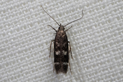 Filatima
