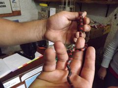 Geophis semidoliatus