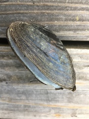 Unionoidea