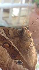 Eryphanis
