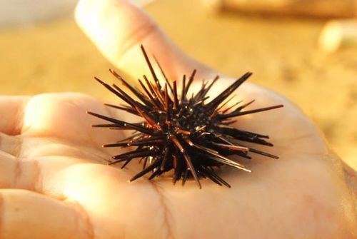 Echinodermata