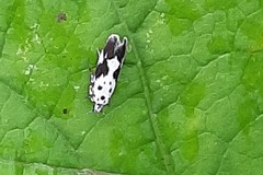 Ethmia quadrillella