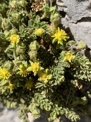 Ivesia jaegeri
