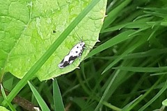 Ethmia quadrillella