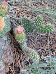 Opuntia polyacantha polyacantha