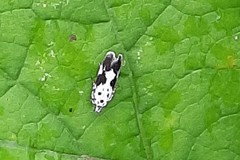 Ethmia quadrillella