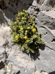 Ivesia jaegeri