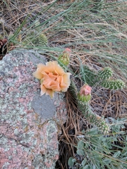Opuntia polyacantha polyacantha