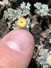 Artemisia constricta