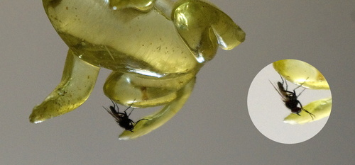 Lesser house fly