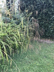 Carex pendula