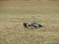 Cyanochen cyanoptera