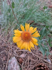 Gaillardia aristata