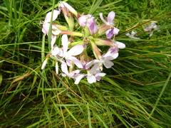 Saponaria officinalis