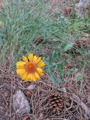 Gaillardia aristata