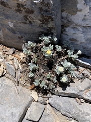 Artemisia constricta
