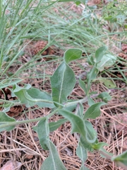 Gaillardia aristata