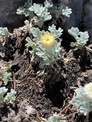 Artemisia constricta
