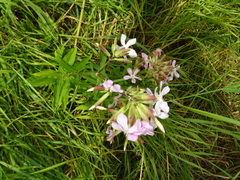 Saponaria officinalis