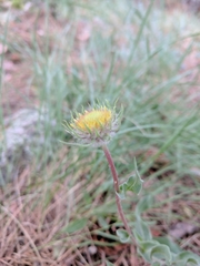 Gaillardia aristata