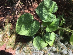 Aristolochia macrophylla