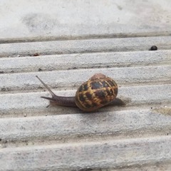 Cornu aspersum