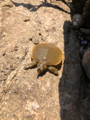 Apalone spinifera aspera