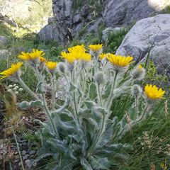 Hieracium erioleucum