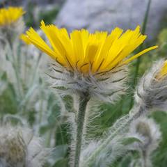 Hieracium erioleucum