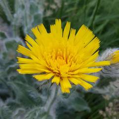 Hieracium erioleucum