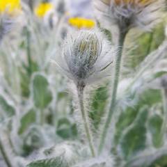Hieracium erioleucum