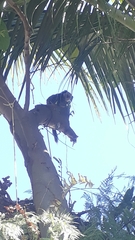 Callithrix geoffroyi