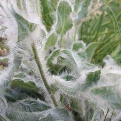 Hieracium erioleucum