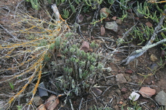 Senecio sarcoides