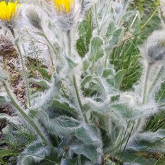 Hieracium erioleucum