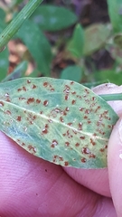 Uromyces polygoni-avicularis