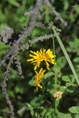 Crepis lyrata