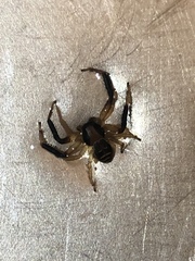 Xysticus texanus