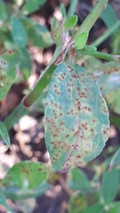 Uromyces polygoni-avicularis