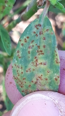 Uromyces polygoni-avicularis