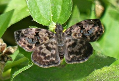 Gorgythion begga begga