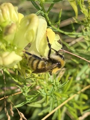 Bombus distinguendus