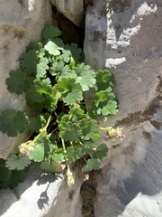 Veronica ranunculina