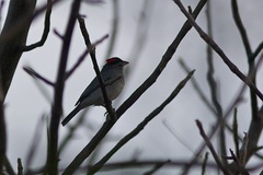 Coryphospingus pileatus
