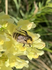Bombus distinguendus